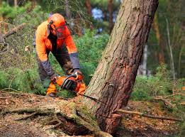 Leaf Removal in Minerva, OH