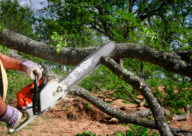 Professional  Tree Services in Minerva, OH